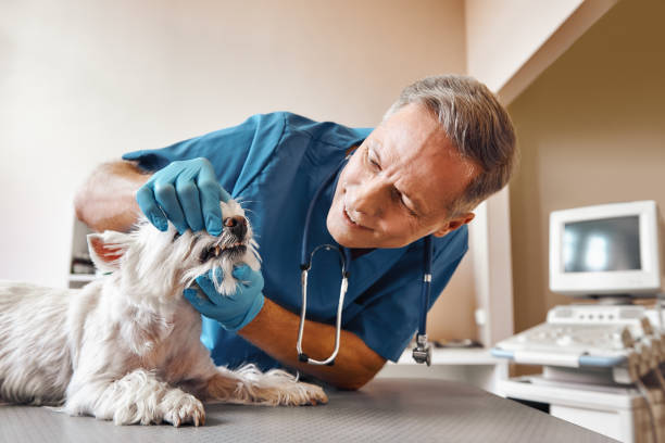 Best Emergency Root Canal Treatment in Rock Springs, WY